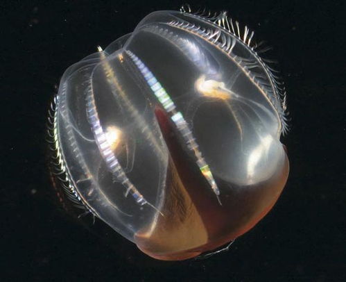 柏林深海奇異生物展